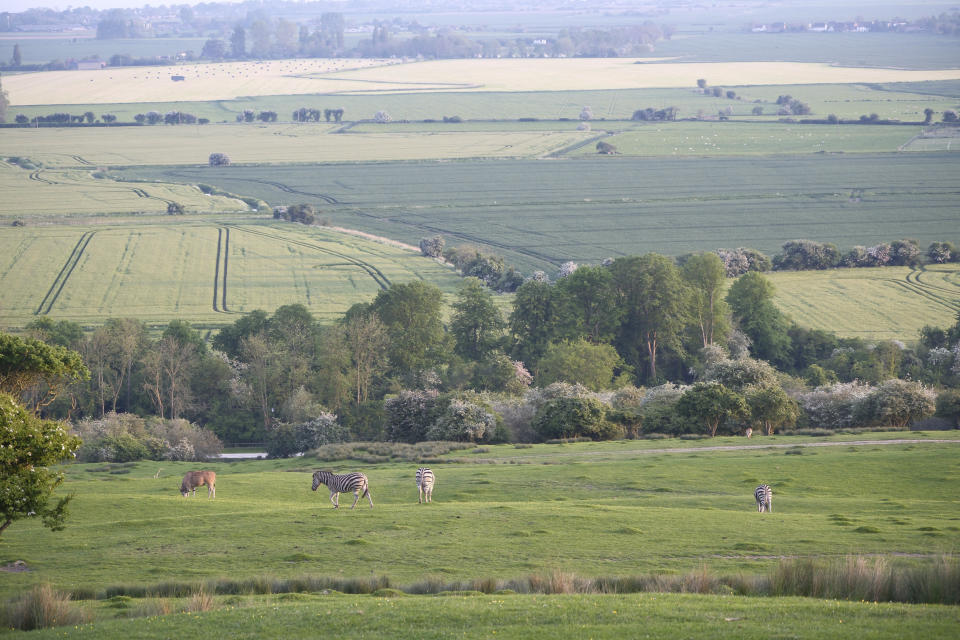 Wildlife photography using animal detection autofocus of the Fujifilm X-T50