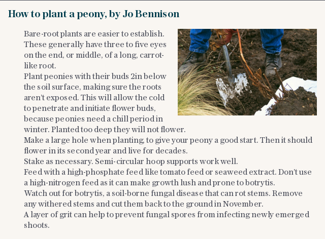 How to plant a peony, by Jo Bennison