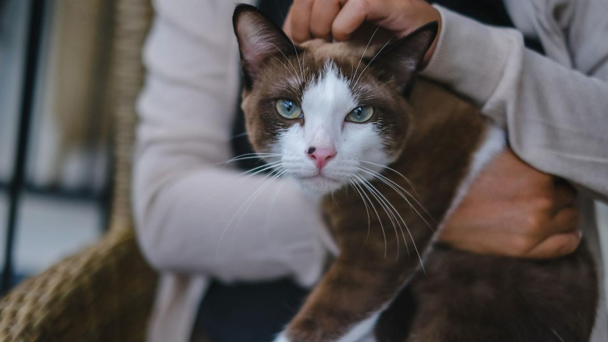 Snowshoe cat with owner