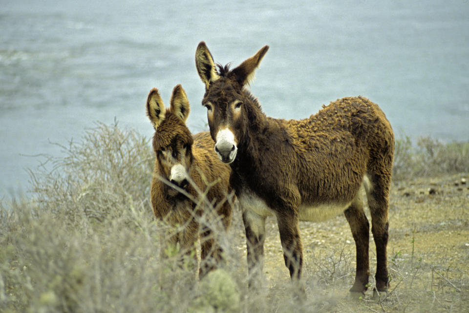 Pair of wild burros, Baja California, Mexico