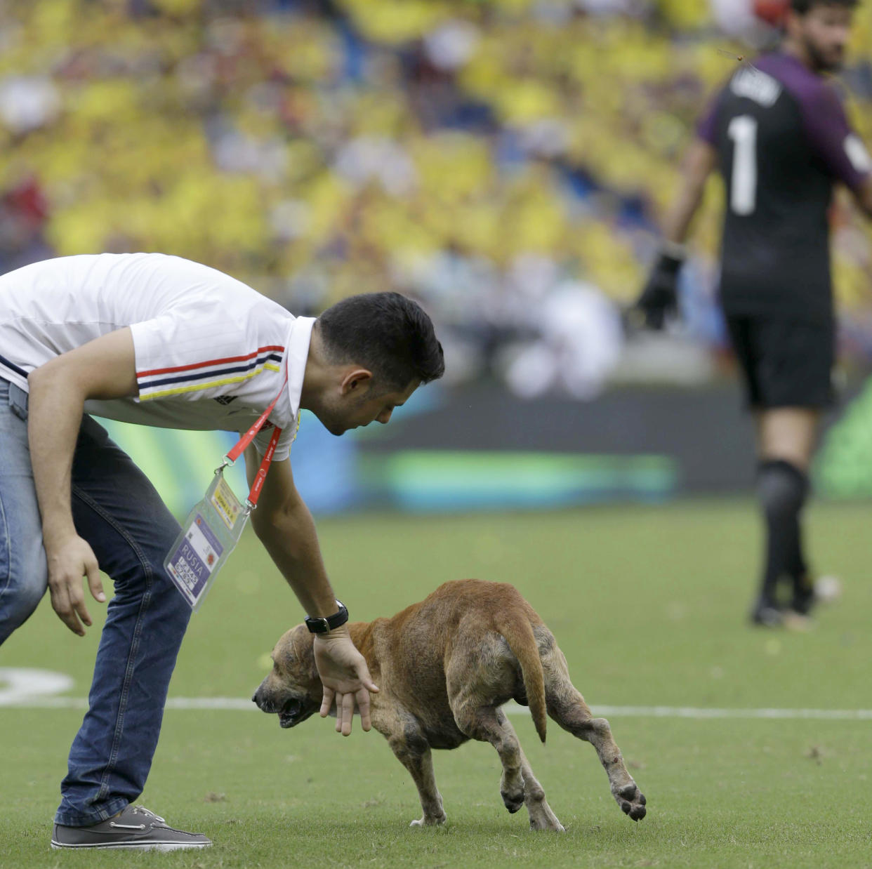 A dog walks on the pitch during a 2018 Russia World Cup qualifying soccer match between Colombia and Brazil, at the Roberto Melendez stadium in Barranquilla, Colombia, Tuesday, Sept. 5, 2017. (AP Photo/Fernando Vergara)