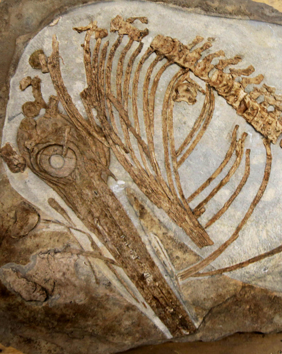 The fossil was buried by his Victorian ancestors in the garden at his family's home in Somerset  (SWNS)