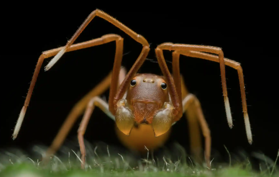 Les images lauréates du Wildlife Photographer of the Year