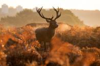 <p>From ancient trees to birds, beetles, bats, grasses, wildflowers and deer, Richmond Park is the best place for Londoners to flock to during autumn. </p><p><a class="link " href="https://www.royalparks.org.uk/parks/richmond-park" rel="nofollow noopener" target="_blank" data-ylk="slk:BOOK NOW;elm:context_link;itc:0;sec:content-canvas">BOOK NOW </a></p>