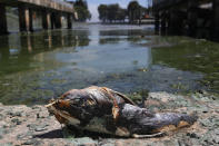 <p>A dead fish is shown along the shoreline next to the St. Lucie River, in Stuart, Fla., July 11, 2016. (Photo: Joe Raedle/Getty Images) </p>