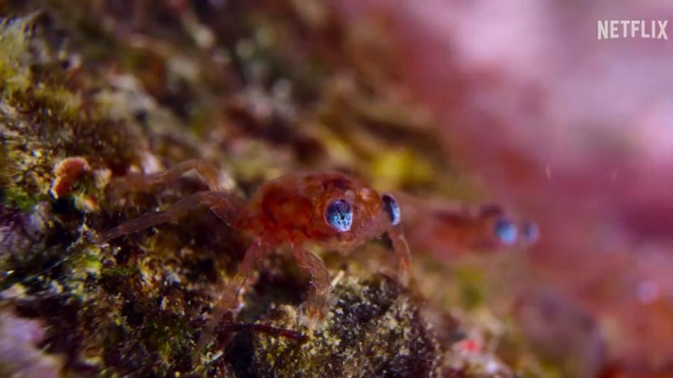 A baby red crab in the ocean before it has shed its 'swimsuit'.