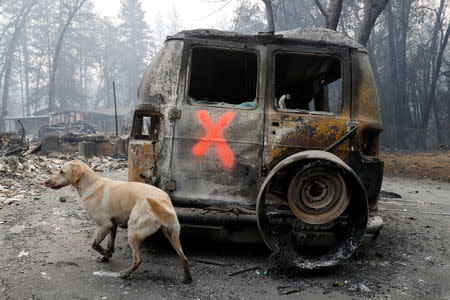 A cadaver dog named Echo searches for human remains near a van destroyed by the Camp Fire in Paradise, California, U.S., November 14, 2018. REUTERS/Terray Sylvester