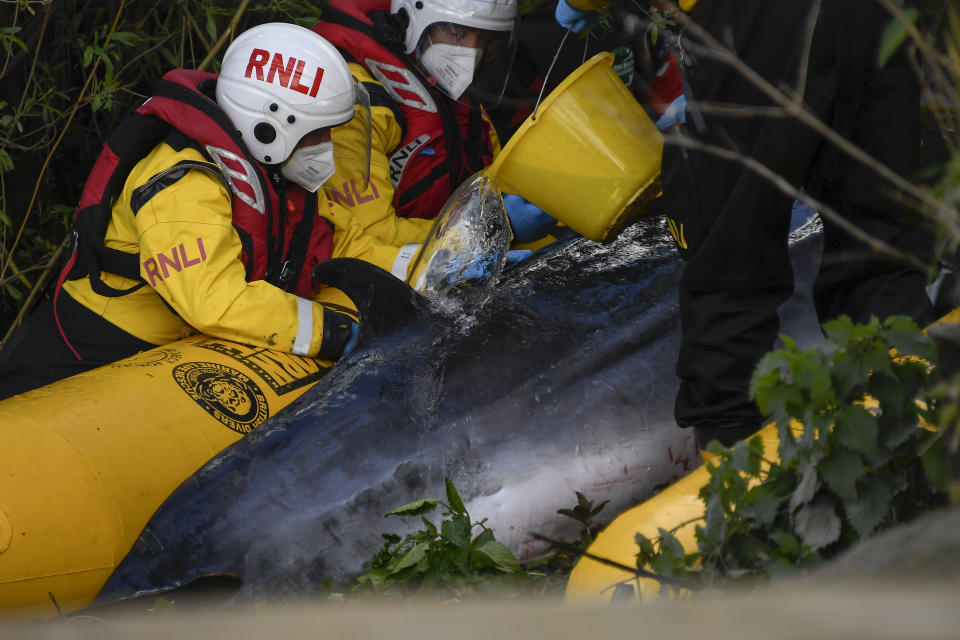 Lifeboat workers attempt to assist a stranded young Minke whale on the River Thames near Teddington Lock, in London, Monday, May 10, 2021. A Port of London Authority spokesperson said a whale had never been seen this far up the Thames before, 95 miles from its mouth. The whale had been freed on Sunday after it became stuck at Richmond lock but has remained in the Thames.(AP Photo/Alberto Pezzali)