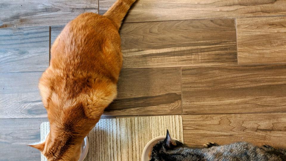 Cats eating from their bowls