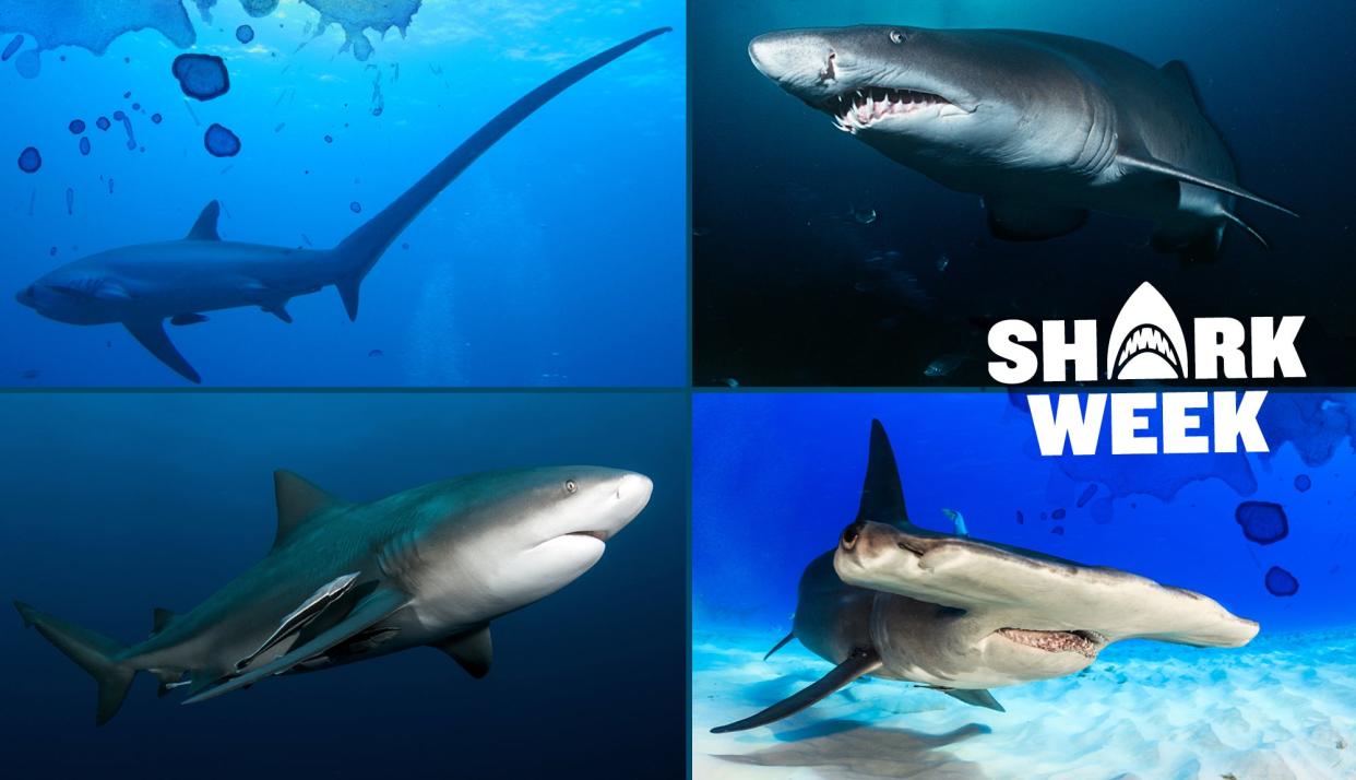 four types of sharks in a collage