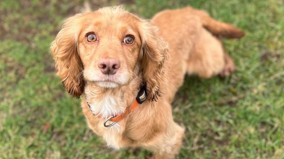 Small brown dog with a red collar standing on grass