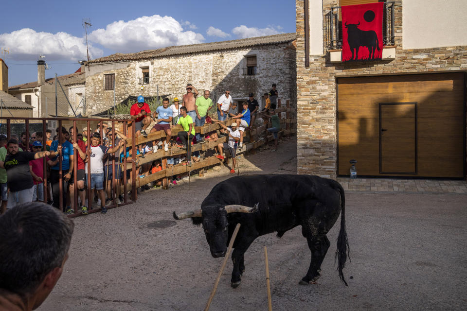 A bull chases revelers during a running of the bull festival in the village of Atanzon, central Spain, Monday, Aug. 29, 2022. The deaths of eight people and the injury of hundreds more after being gored by bulls or calves have put Spain’s immensely popular town summer festivals under scrutiny by politicians and animal rights groups. There were no fatalities or injuries in Atanzon. (AP Photo/Bernat Armangue)