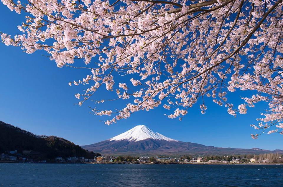 18) People seek out views of Mount Fuji behind the cherry blossoms.