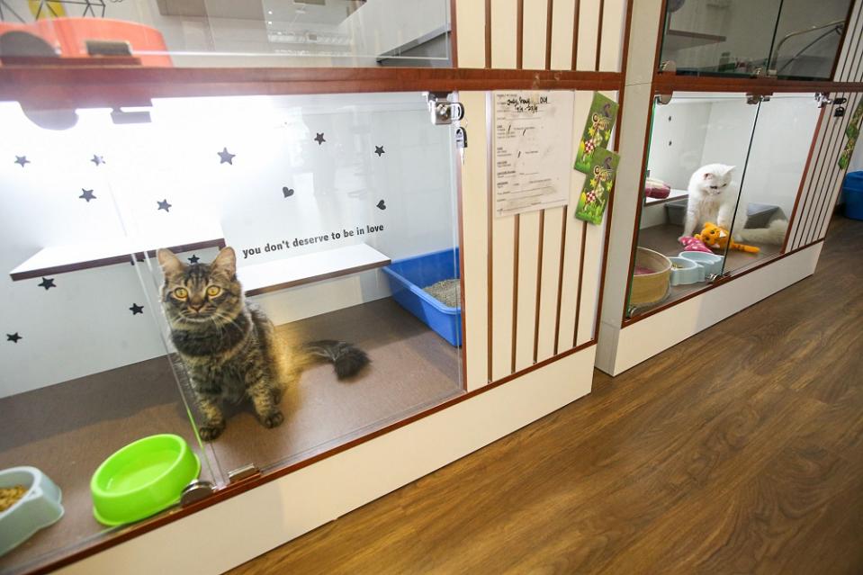 Friendly Pet House co-owner Sabrina Lee said her branch shop at Meru had been fully booked a month before Hari Raya. ― Picture by Farhan Najib