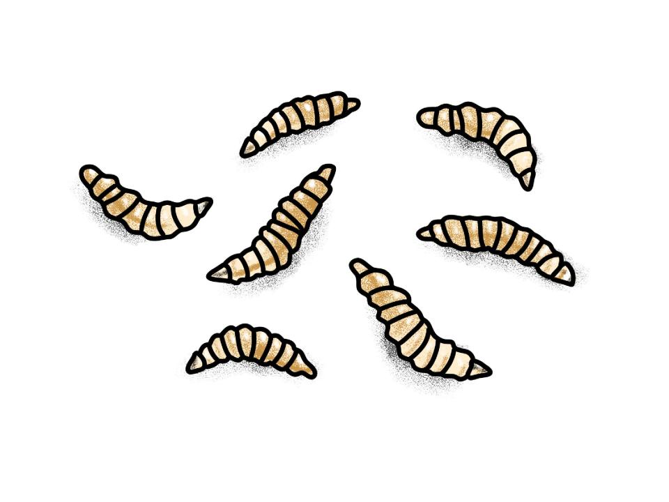 illustration of maggots