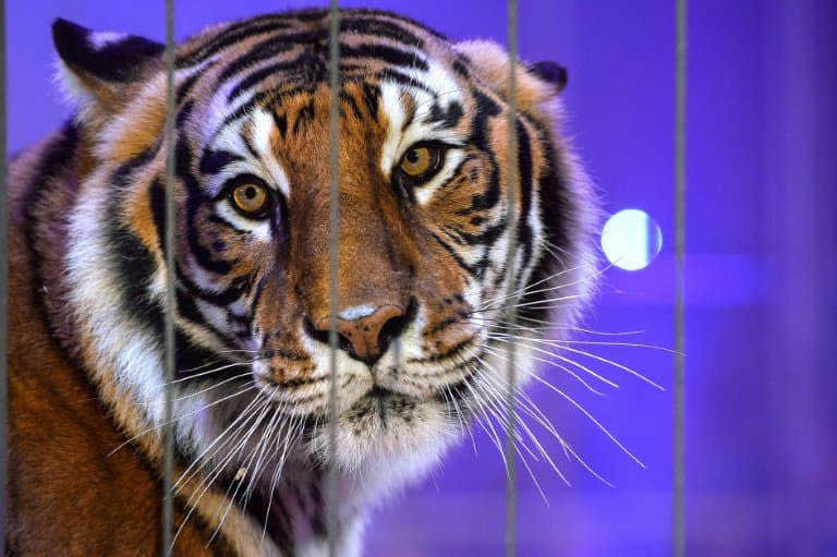 Un tigre dans la ménagerie du Festival international du cirque de Massy dans l'Essonne, le 13 décembre 2017 - BERTRAND GUAY © 2019 AFP