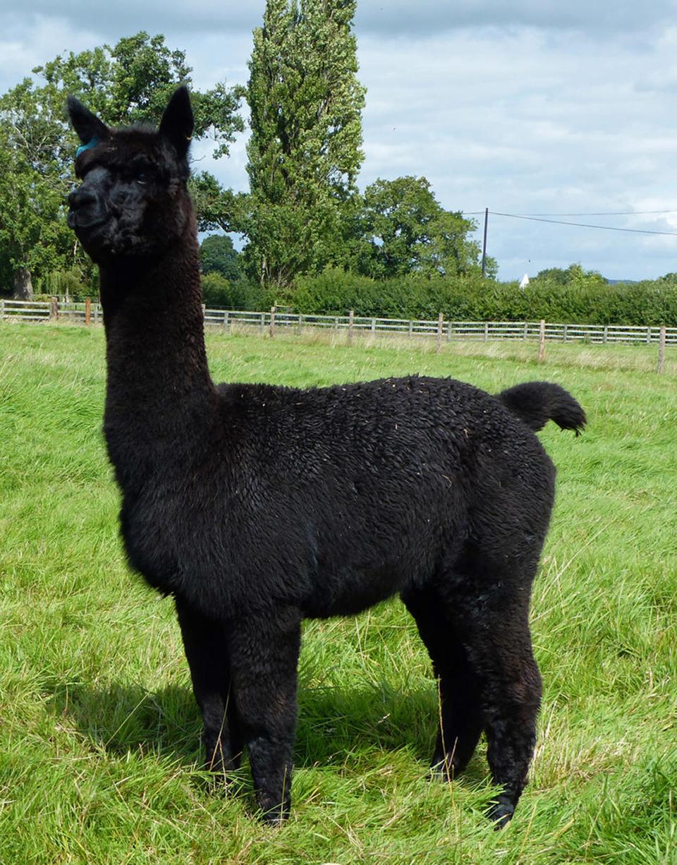 Farmer Helen Macdonald urges Prime Minister to intervene in the planned slaughter of alpaca Geronimo after last-ditch court appeal fails (Helen MacDonald/PA) (PA Media)