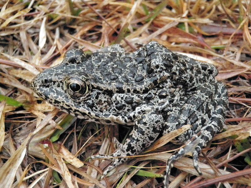 The endangered dusky gopher frog, a darkly colored, moderately sized frog with warts covering its back and dusky spots on its belly, is shown in this handout photo