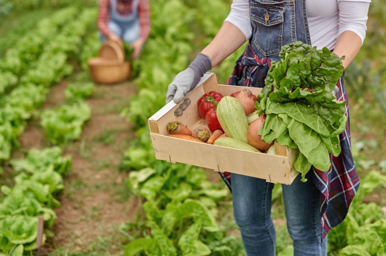 <a href="https://www.shutterstock.com/es/image-photo/caucasian-farmer-holding-wooden-box-fresh-1956299971" rel="nofollow noopener" target="_blank" data-ylk="slk:StockCanarias / Shutterstock;elm:context_link;itc:0;sec:content-canvas" class="link ">StockCanarias / Shutterstock</a>