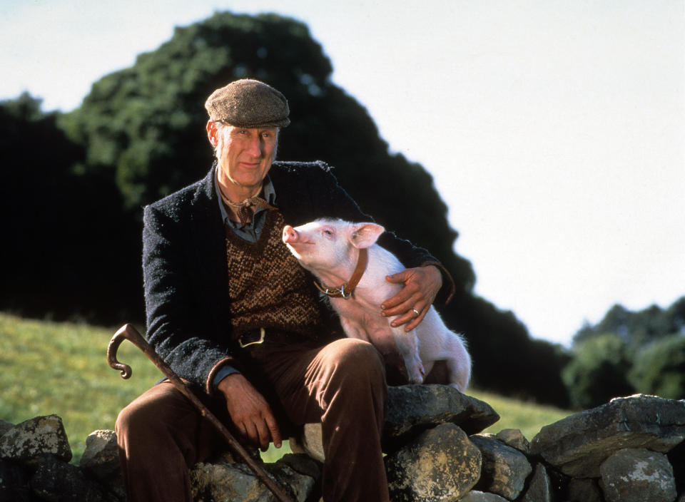 James Cromwell with Babe in a scene from the film 'Babe', 1995. (Photo by Universal/Getty Images)
