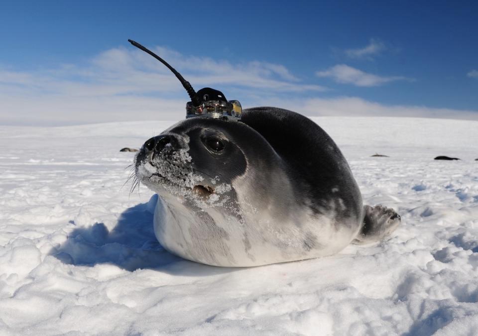 Antarctica seal