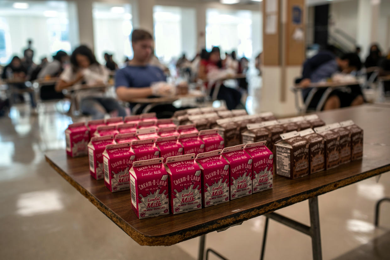 A classroom table contains rows of containers of low-fat and chocolate dairy milk.