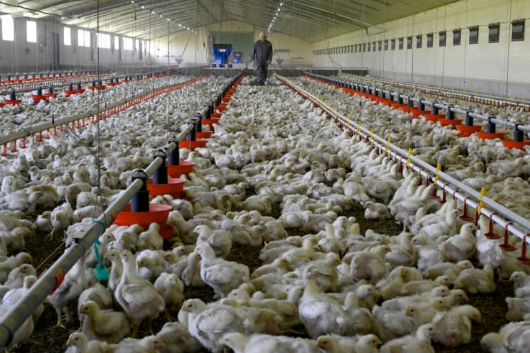 In a chicken farm in Forges-de-Lanoué (Morbihan), October 16, 2023 (Damien MEYER)