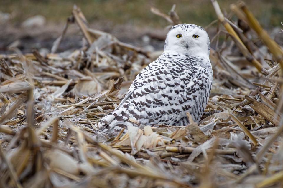 A female snowy owl looks out from a cut corn field in January 2020 near Arlington. The bird, which was fitted with a transmitter as part of snowy owl study called Project SNOWstorm, flew to the Arctic the previous summer and returned to the Midwest this winter, a journey of at least 5,600 miles.