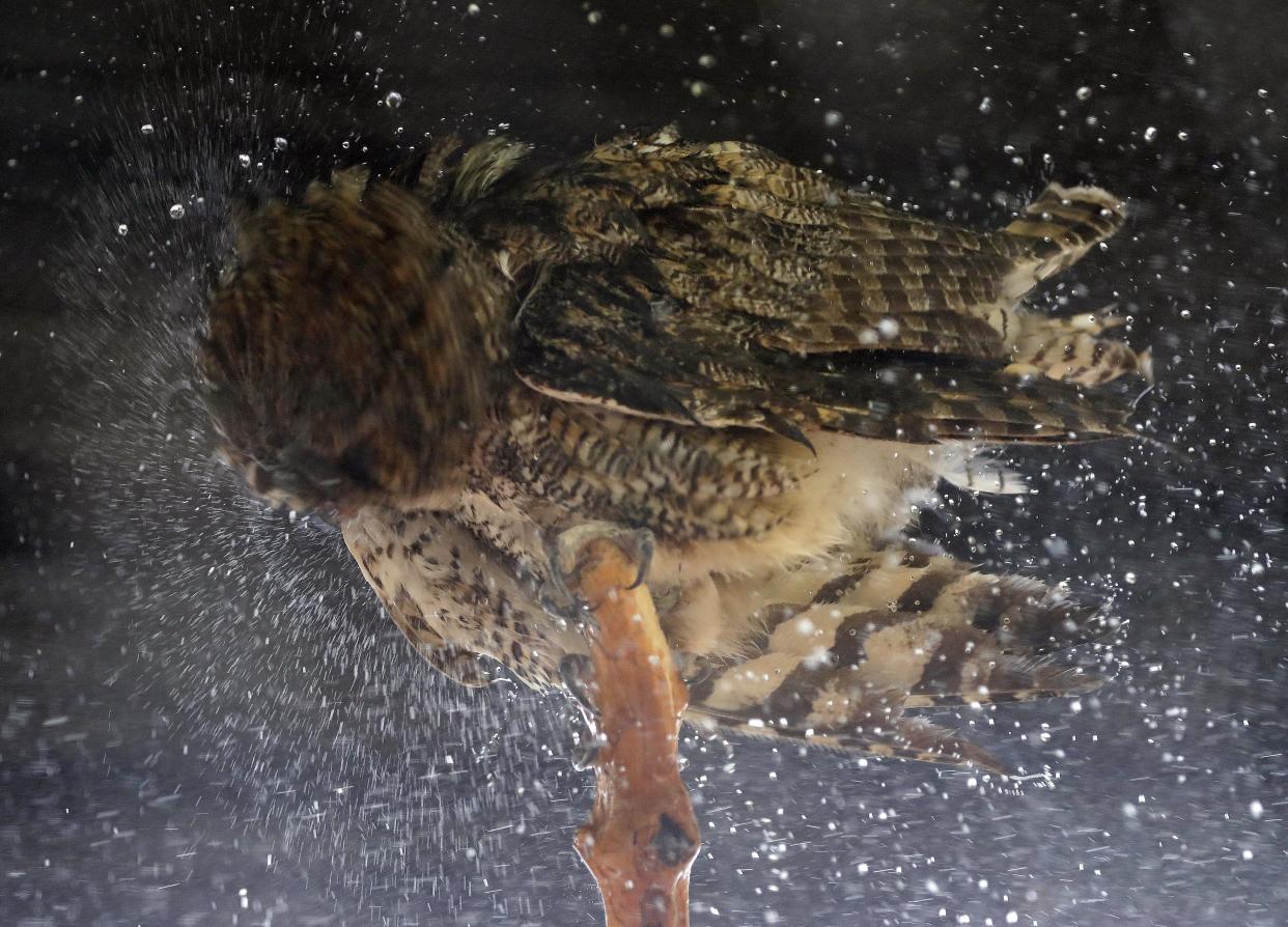 An owl is hosed off to keep cool at the Phoenix Zoo in 2017.