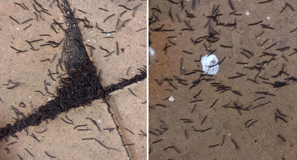 Invasion of Portugese millipedes in Melbourne backyard. 