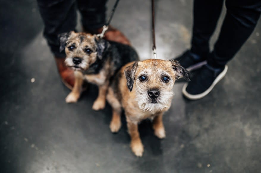 Scout and Pip, Border Terriers, at the American Kennel Club’s “Meet the Breeds” event.