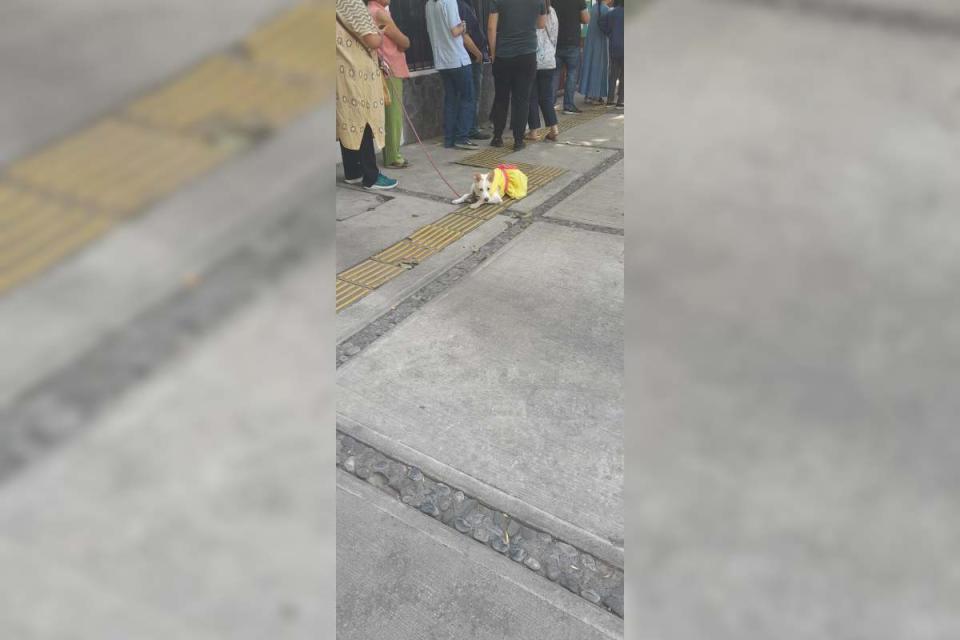 Ema, perrita con su humana en una casilla en Coyoacán, en la jornada electoral del 2 de junio de 2024.