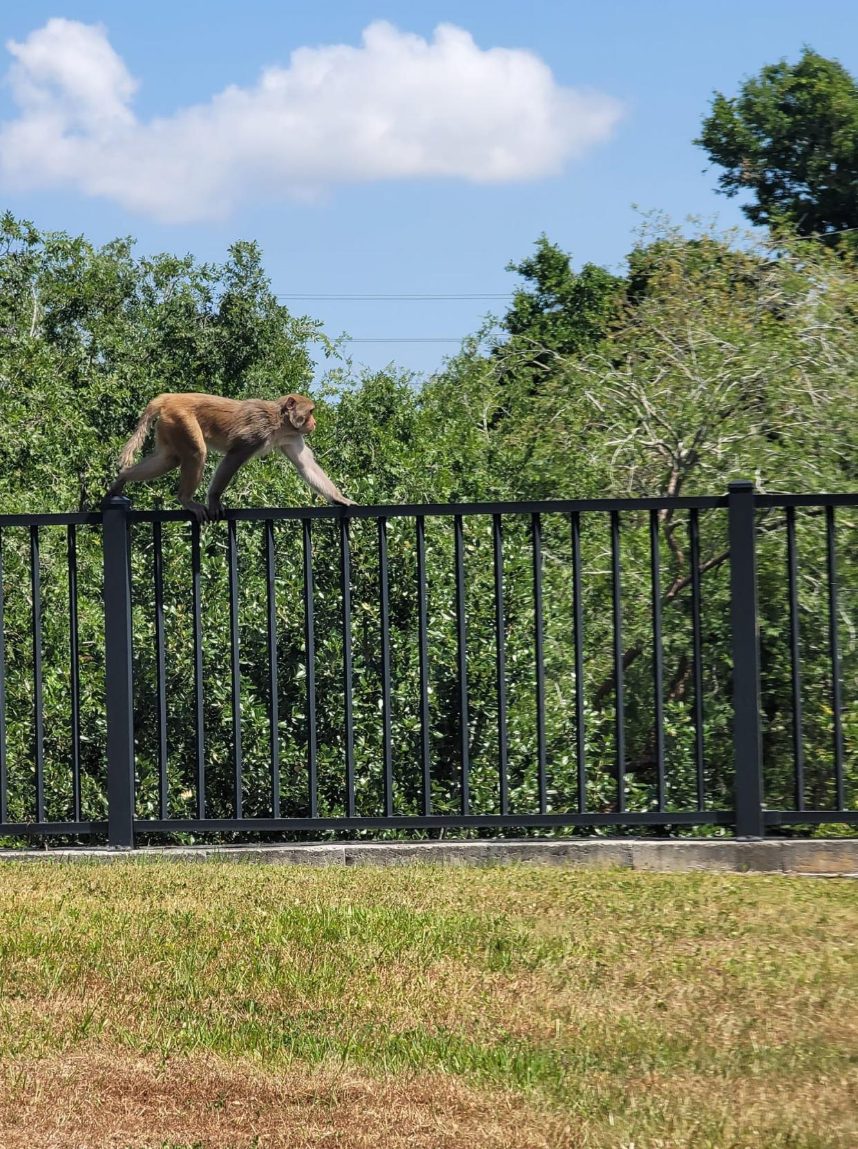 A feral rhesus macaque strides a fence at the Cottonwood Clermont apartment complex on May 2, 2024.