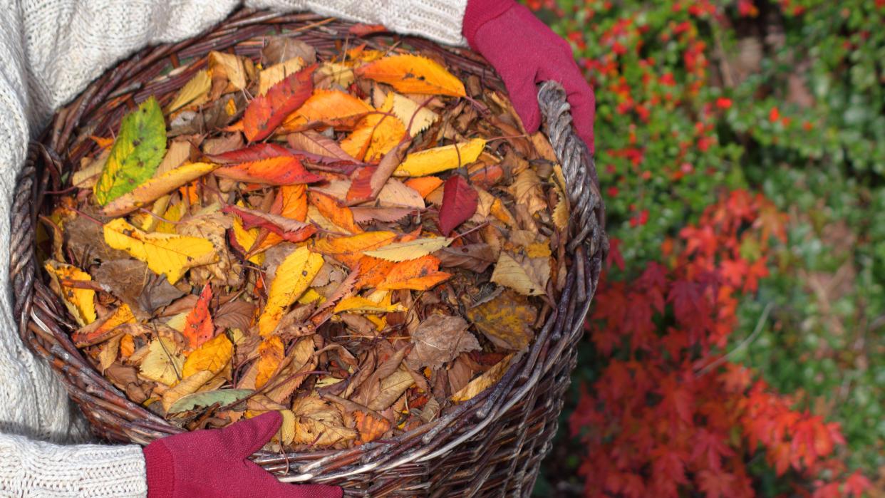  Female gardener carries ornamental cherry tree leaves (prunus) gathered from English garden lawn in a basket with the intention of making leaf mulch. 