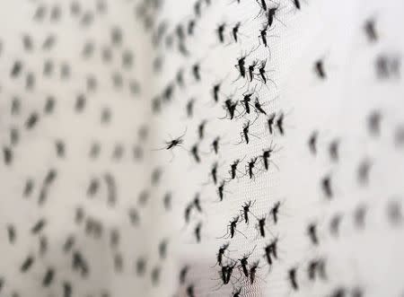 Aedes aegypti mosquitoes are seen inside Oxitec laboratory in Campinas, Brazil, February 2, 2016. Picture taken February 2, 2016. REUTERS/Paulo Whitaker