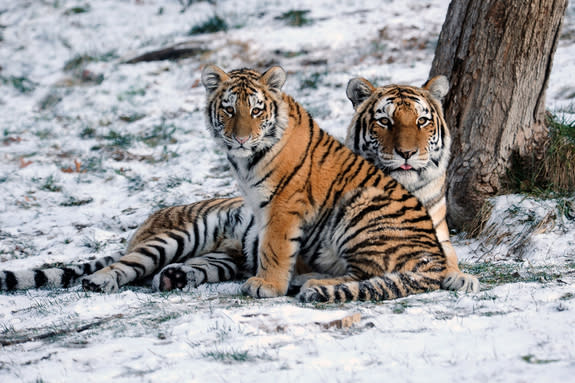 Amur tiger cubs learn to hunt at about 18 months, and stay with their mothers until reaching age 2 or 3. Amur tigers are among the largest cats in the world. Although cubs are tiny at birth and weigh only a few pounds, adults in the wild weigh