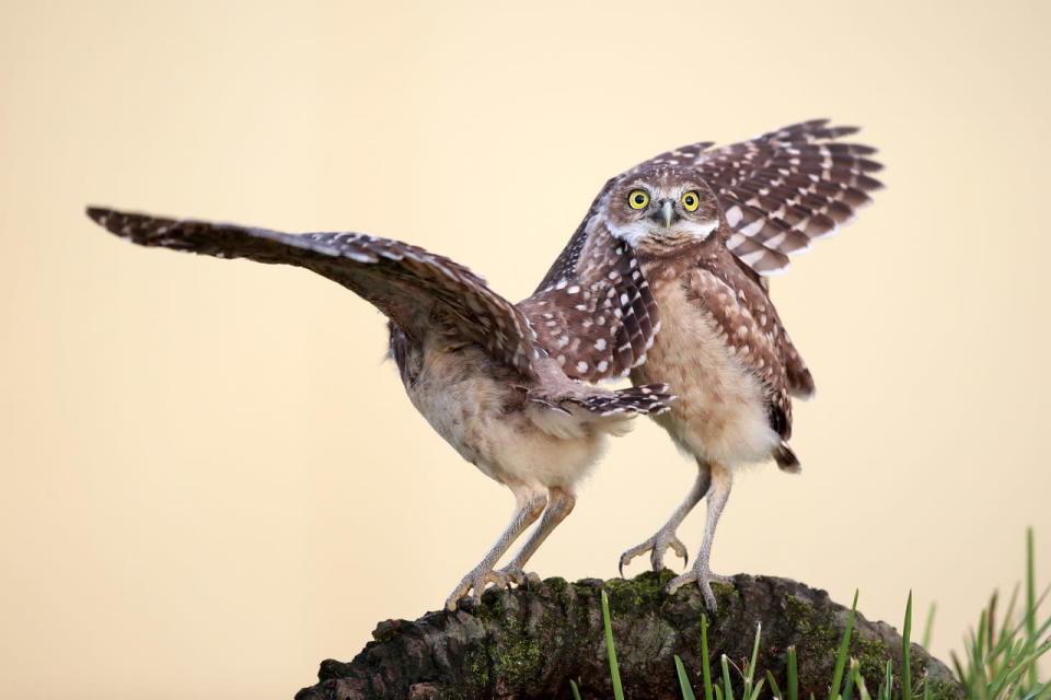 In flagranti erwischt wurden diese beiden Eulen! Ein bemitleidenswerter Blick, der zu sagen scheint: “Bitte erzähl es niemandem weiter! Ich tue es auch garantiert nie wieder.” (Bild: Megan Lorenz/Comedy Wildlife Photography Awards) 