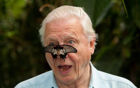 Sir David Attenborough, president of Butterfly Conservation - Credit: Helen Atkinson