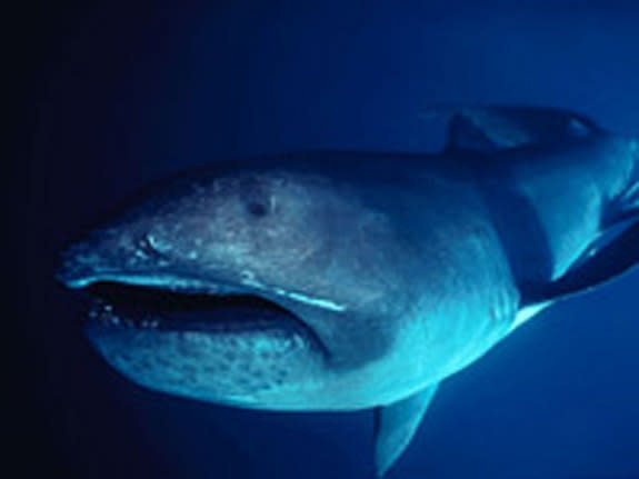 Extinct 'Megamouth' Shark Species Finally Identified