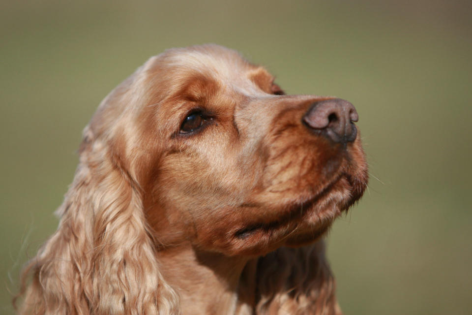 6. Cocker Spaniel