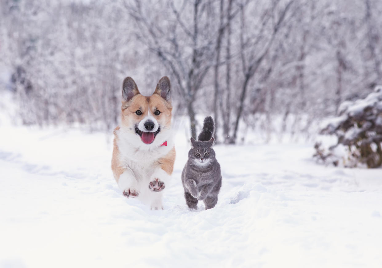 Here are the do's and don'ts of pet winter safety. (Getty) beautiful tabby cat and red Corgi dog run in the winter garden on fluffy snow