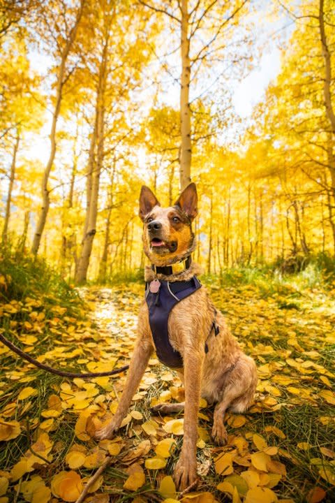 Autumn the heeler sits among the golden leaves at Mammoth Lakes in October 2023 (Samantha Lindberg/Mammoth Lakes Tourism)