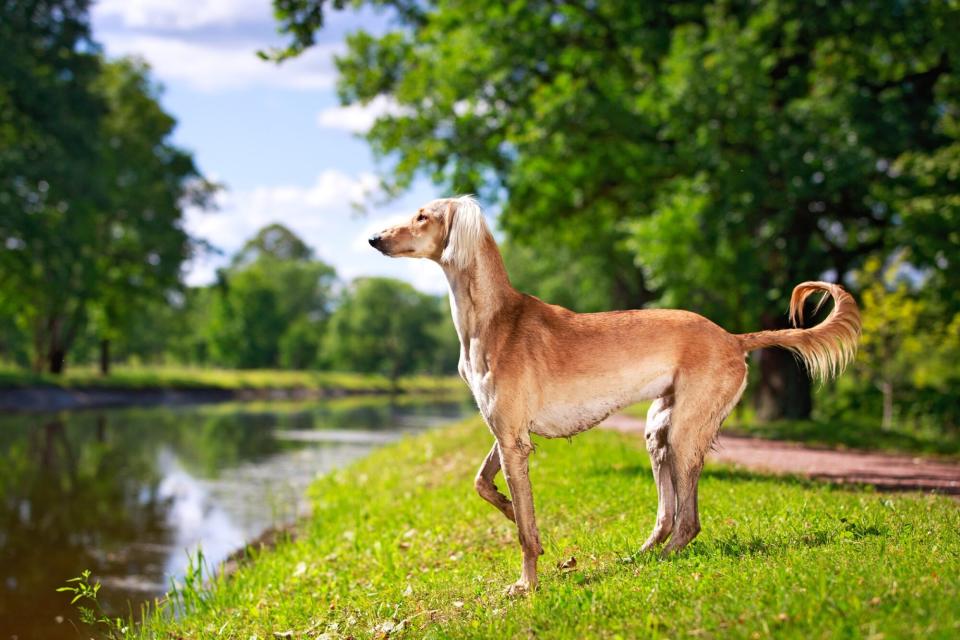 saluki standing near river