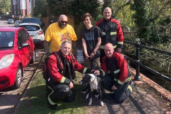 Dog named Jesus rescued from lake by firefighters on Good Friday