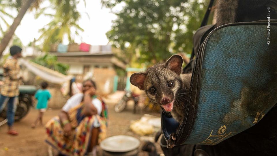 © Pallavi Prasad Laveti, Wildlife Photographer of the Year