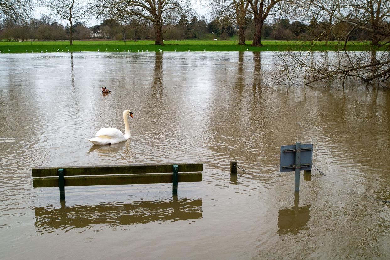 Datchet, Berkshire, UK. 13th February. 2024. Flooding from the River Thames in Datchet, Berkshire. A Flood Alert is currently in place for the River Thames in Datchet, Berkshire and further rain is expected today. Credit: Maureen McLean/Alamy Live News