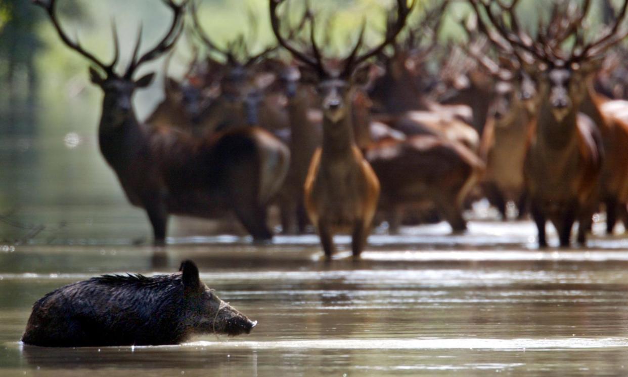 <span>Up to 2,000 wild boars face slaughter in Norway under the plan.</span><span>Photograph: László Balogh/Reuters</span>