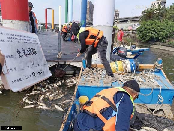 連日暴雨氣溫變化，淡水河域魚群暴斃雙北已啟動應變清除打撈。（圖：新北環保局提供）