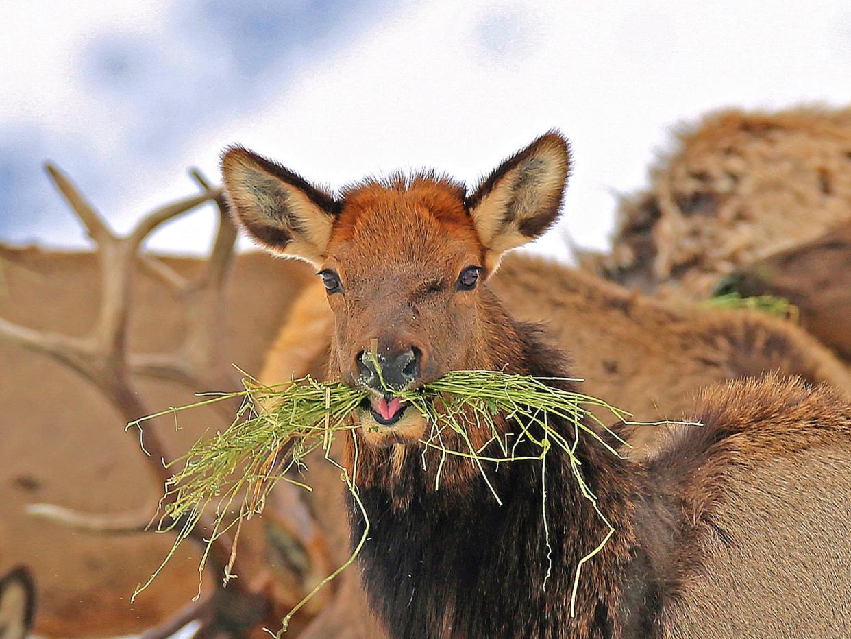 elk