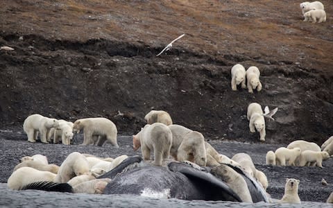 Bears gather around a whale carcass on Russia's Wrangel island last year - Credit: Max Stephenson/AFP